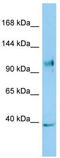 NLR Family Member X1 antibody, TA337985, Origene, Western Blot image 