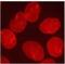 Lamin A/C antibody, GTX80813, GeneTex, Immunofluorescence image 