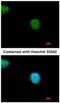 YY1 Associated Factor 2 antibody, NBP2-20927, Novus Biologicals, Immunofluorescence image 