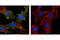 Akt antibody, 2965S, Cell Signaling Technology, Immunofluorescence image 