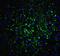 Oligodendrocyte Transcription Factor 2 antibody, A02247-1, Boster Biological Technology, Immunofluorescence image 