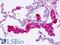 Coronin 6 antibody, LS-B9286, Lifespan Biosciences, Immunohistochemistry paraffin image 