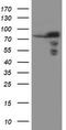 Sec1 family domain-containing protein 1 antibody, TA504667, Origene, Western Blot image 