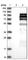 Receptor-type tyrosine-protein phosphatase epsilon antibody, HPA015870, Atlas Antibodies, Western Blot image 