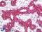 Keratin 8 antibody, LS-B7928, Lifespan Biosciences, Immunohistochemistry frozen image 