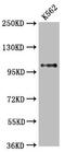 DGCR8 Microprocessor Complex Subunit antibody, CSB-RA845175A0HU, Cusabio, Western Blot image 