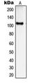 Spectrin Repeat Containing Nuclear Envelope Family Member 3 antibody, orb215388, Biorbyt, Western Blot image 