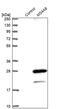 Membrane Spanning 4-Domains A8 antibody, PA5-52420, Invitrogen Antibodies, Western Blot image 