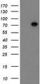 Sec1 Family Domain Containing 1 antibody, TA504693, Origene, Western Blot image 