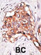 Growth Differentiation Factor 3 antibody, 61-068, ProSci, Immunohistochemistry paraffin image 