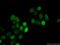 TATA-Box Binding Protein antibody, 66166-1-Ig, Proteintech Group, Immunofluorescence image 