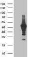 MAGE Family Member B4 antibody, TA809146, Origene, Western Blot image 