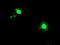 Activating Signal Cointegrator 1 Complex Subunit 1 antibody, MA5-25727, Invitrogen Antibodies, Immunocytochemistry image 
