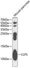 Colipase antibody, 15-011, ProSci, Western Blot image 