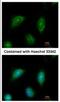 C2 Calcium Dependent Domain Containing 2 antibody, NBP2-15647, Novus Biologicals, Immunocytochemistry image 