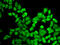 Dihydrofolate Reductase antibody, 16-410, ProSci, Immunofluorescence image 