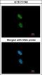 Zinc Finger C3HC-Type Containing 1 antibody, GTX111740, GeneTex, Immunocytochemistry image 