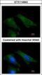 TIMP Metallopeptidase Inhibitor 4 antibody, GTX114942, GeneTex, Immunofluorescence image 