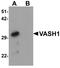 Vasohibin 1 antibody, LS-B9515, Lifespan Biosciences, Western Blot image 