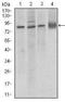 Cadherin 5 antibody, NBP2-37420, Novus Biologicals, Western Blot image 
