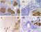 Pyrin Domain Containing 1 antibody, A11388, Boster Biological Technology, Immunohistochemistry frozen image 