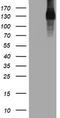 EGFR antibody, TA801933S, Origene, Western Blot image 