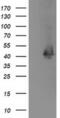 Microtubule-associated protein RP/EB family member 2 antibody, MA5-25535, Invitrogen Antibodies, Western Blot image 