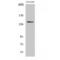 Retrotransposon Gag Like 9 antibody, LS-C385832, Lifespan Biosciences, Western Blot image 