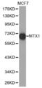 Metaxin-1 antibody, abx002303, Abbexa, Western Blot image 