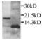 C-X-C Motif Chemokine Ligand 2 antibody, PA1-28895, Invitrogen Antibodies, Western Blot image 