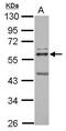 Protein C-ets-2 antibody, PA5-28053, Invitrogen Antibodies, Western Blot image 