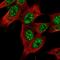 Zinc Finger Protein 572 antibody, HPA066838, Atlas Antibodies, Immunocytochemistry image 