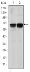 BLNK antibody, M03630-1, Boster Biological Technology, Western Blot image 