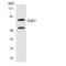 GRB2 Associated Binding Protein 2 antibody, LS-C291971, Lifespan Biosciences, Western Blot image 