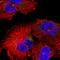 Integrator Complex Subunit 6 Like antibody, HPA013200, Atlas Antibodies, Immunocytochemistry image 