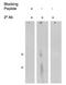 Arachidonate 5-Lipoxygenase Activating Protein antibody, orb109386, Biorbyt, Western Blot image 