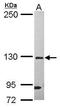 DEAH-Box Helicase 37 antibody, GTX118579, GeneTex, Western Blot image 