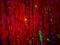 Myelin Protein Zero antibody, orb131679, Biorbyt, Immunofluorescence image 