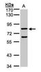 Cyclin F antibody, GTX103027, GeneTex, Western Blot image 