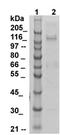 Hypoxia Up-Regulated 1 antibody, TA354517, Origene, Western Blot image 
