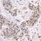 Zinc Finger Protein 106 antibody, NB100-74654, Novus Biologicals, Immunohistochemistry frozen image 
