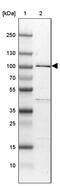 R3H Domain Containing 2 antibody, PA5-58346, Invitrogen Antibodies, Western Blot image 