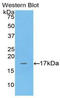 Adrenomedullin antibody, LS-C292661, Lifespan Biosciences, Western Blot image 