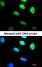 BRCA1-A complex subunit BRE antibody, orb69663, Biorbyt, Immunofluorescence image 