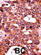 Cell division control protein 6 homolog antibody, abx031847, Abbexa, Immunohistochemistry frozen image 