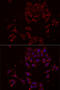 Nuclear Receptor Binding Factor 2 antibody, LS-C748471, Lifespan Biosciences, Immunofluorescence image 