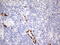 Mesenchyme Homeobox 1 antibody, LS-C339315, Lifespan Biosciences, Immunohistochemistry frozen image 