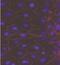 Cadherin-3 antibody, NBP2-11842, Novus Biologicals, Immunocytochemistry image 