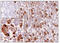 Proopiomelanocortin antibody, AM32828PU-T, Origene, Immunohistochemistry frozen image 