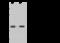 Proprotein Convertase Subtilisin/Kexin Type 1 antibody, GTX02432, GeneTex, Western Blot image 